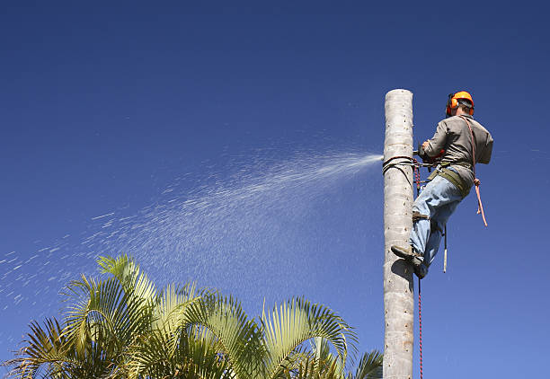 Leaf Removal in Havana, FL